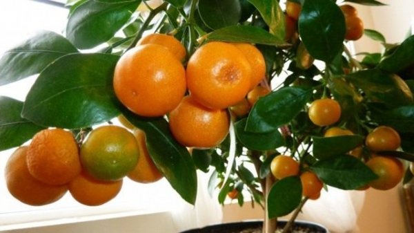Домашний мандарин из косточки от А до Я. Уход и выращивание с фото и видео. 