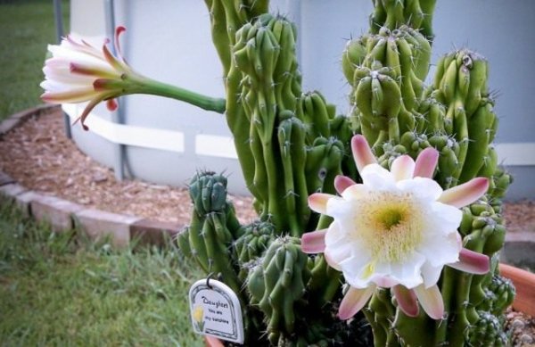 Основы ухода за кактусами в домашних условиях с фото и видео 