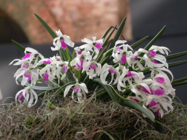 Самые необычные орхидеи в мире фото и названия. 