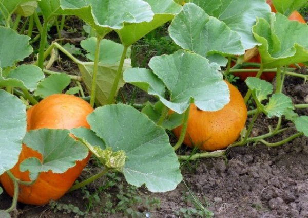 Как вырастить хороший урожай тыквы в домашних условиях 