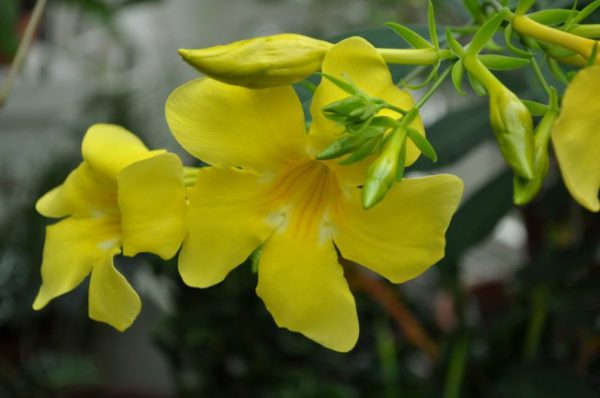 Растения с крупными цветками ТОП-5 с фото и описанием 
