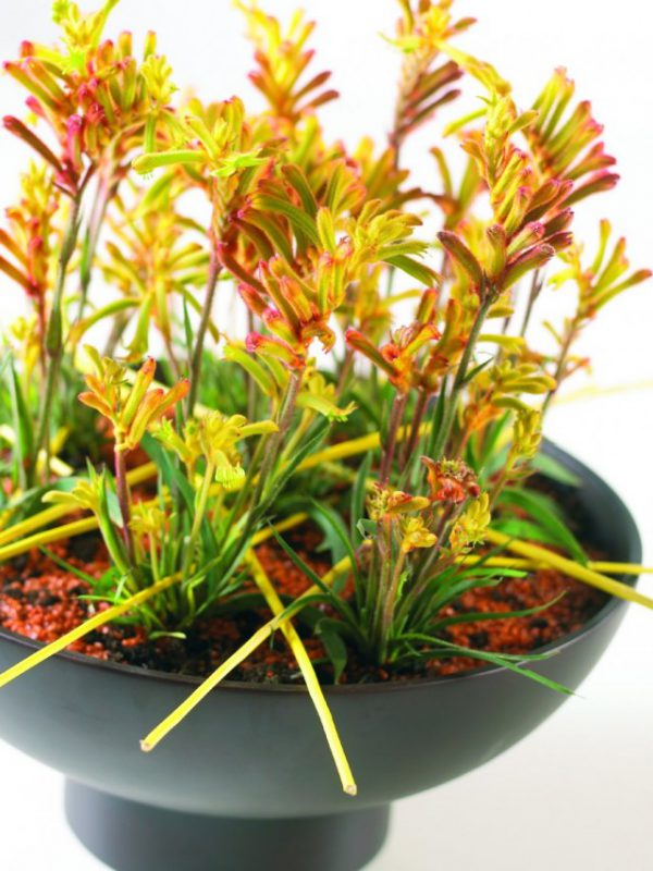 Комнатные растения с трубчатыми цветками - фото с названиями ТОП-5 