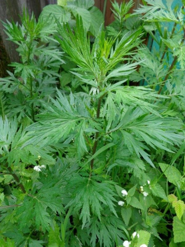 Лекарственные растения фото и описание для дачи и сада 