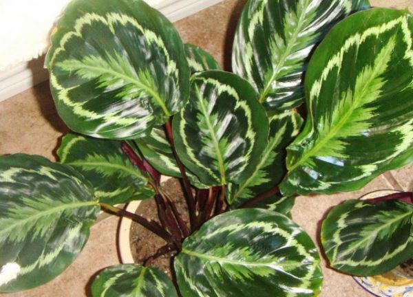 Комнатные растения с необычными рисунками на листьях - фото и названия 