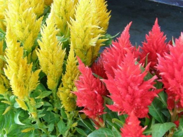 Растения-сухоцветы для зимних букетов - фото и названия 