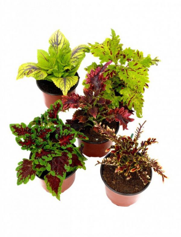 Растения с цветными листьями - фото и названия с описанием 