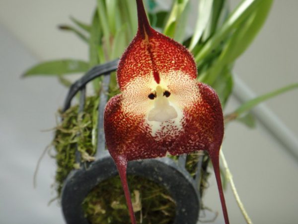 Самые необычные орхидеи в мире фото и названия 