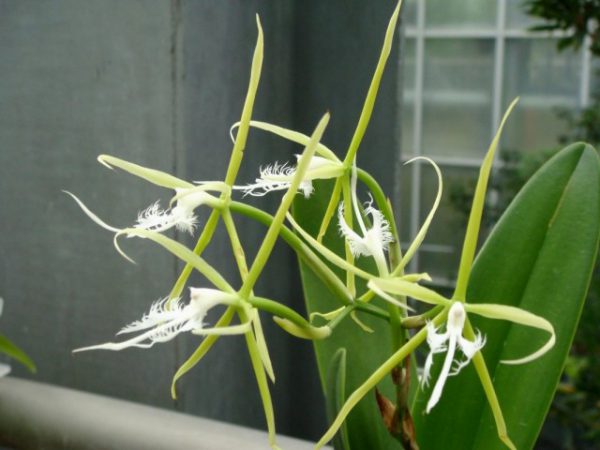 Самые необычные орхидеи в мире фото и названия 