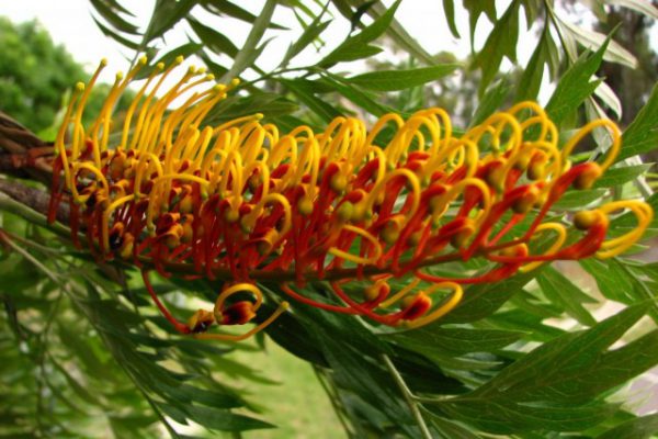 Комнатные растения из Австралии ТОП-5 с фото и названием 