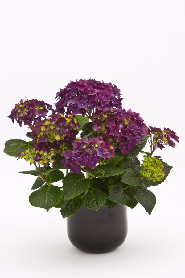 Растения с крупными соцветиями ТОП-5 с фото и описанием 