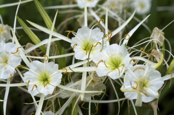 Комнатные растения с самыми изящными цветками. Список названий растений с красивыми цветками. Фото 