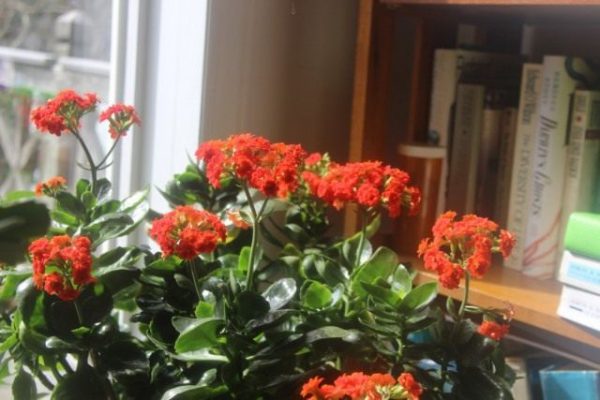 Растения для зимнего интерьера ТОП-7 с фото и названия 