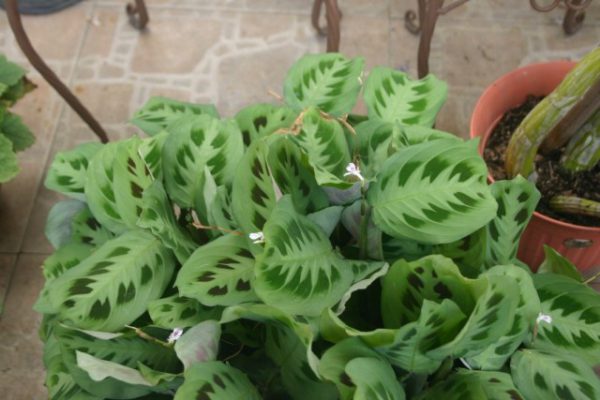 Растения с самыми строгими узорами на листьях - фото и названия 