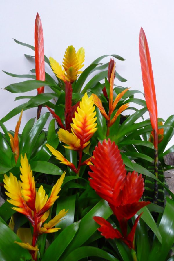 Комнатные растения из тропиков фото и названия с описанием ТОП-5 