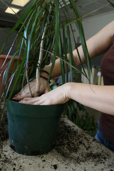 Пересадка комнатных растений - правила, способы и советы 