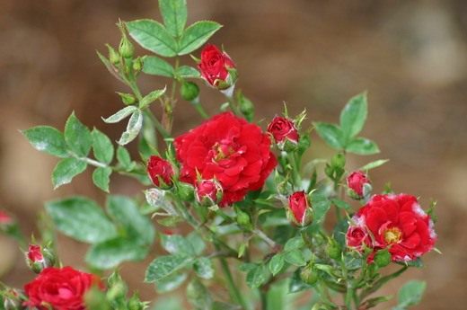 Роза миниатюрная - выращивание и уход в домашних условиях 