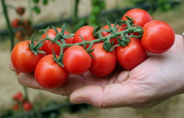 Как вырастить помидоры черри - особенности разных сортов 