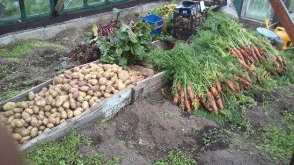 Морковь посадка, выращивание и уход с фото и видео 