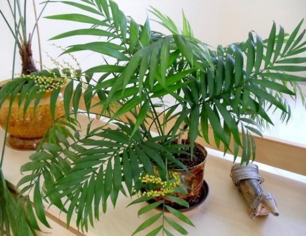 Виды пальм фото и выращивание в домашних условиях 