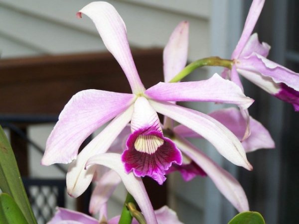 Лелия орхидея — самая деликатная среди орхидей. Виды, уход в домашних условиях. Фото и видео 