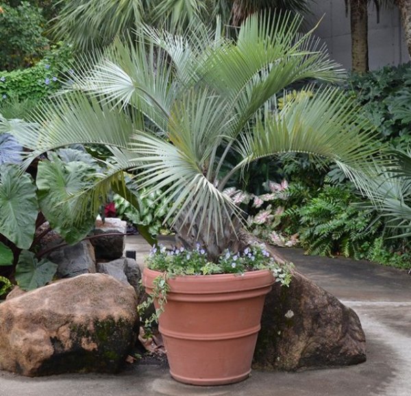 Виды пальм фото и выращивание в домашних условиях 