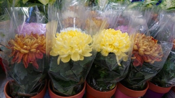 Как сохранить горшечные хризантемы до весны? Уход в домашних условиях. Фото и видео 