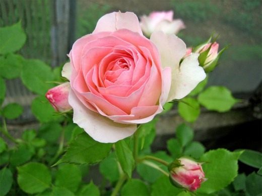 История розы как культуры цветов, легенды и предания про розы 