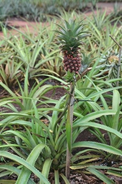 Домашний ананас - выращивание и уход, размножение, фото 