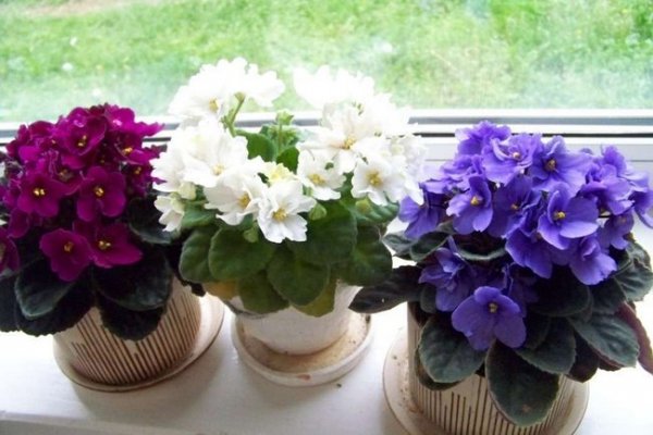 Цветы домашние комнатные цветущие - фото и названия 