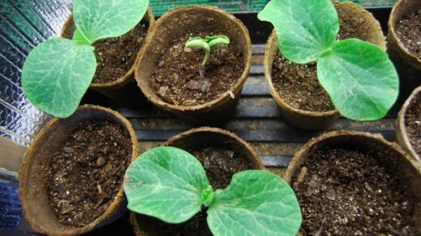 Рассада тыквы — когда сажать, выращивание в домашних условиях
