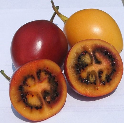 Тамарилло фрукт - фото и описание, как кушать плоды томатного дерева 