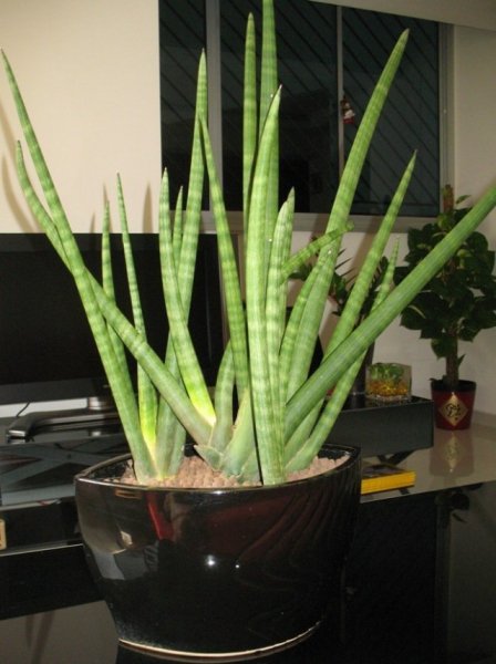 Сансевиерия цилиндрическая — самое простое в уходе комнатное растение. Выращивание в домашних условиях. Фото и видео 