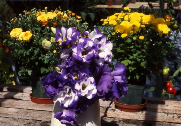 Лучшие цветы для выращивания живых букетов на подоконнике с фото и описанием