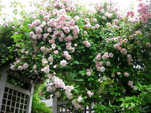 Роза плетистая - уход в домашних условиях, выращивание. 