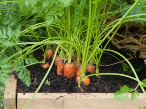 Как вырастить крупную и сладкую морковку с фото и видео 