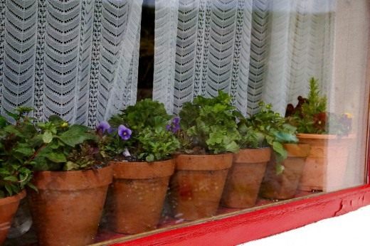 Почему вянут комнатные растения - причины и что делать 