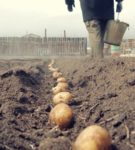 Выращивание картофеля по голландской технологии 