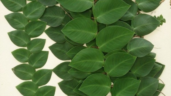 Рафидофора — комнатная лиана для настенного озеленения. Виды. Уход в домашних условиях. Фото и видео 