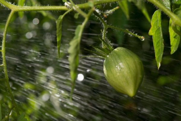 10 советов по выращиванию помидоров и 10 ошибок 
