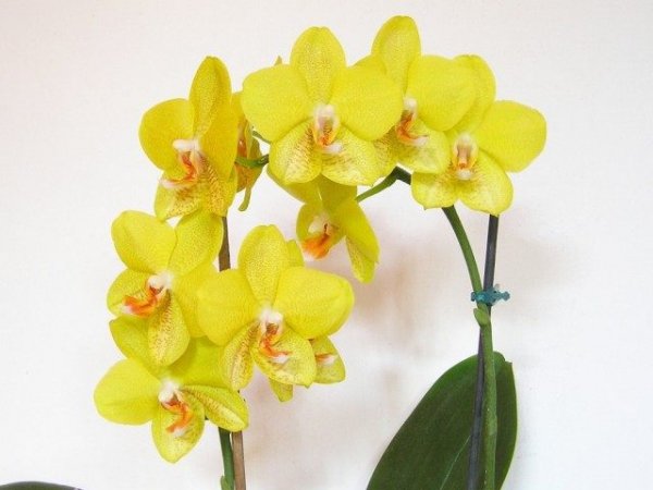 Уход за орхидеями для новичка ТОП-7 советов с фото и видео 