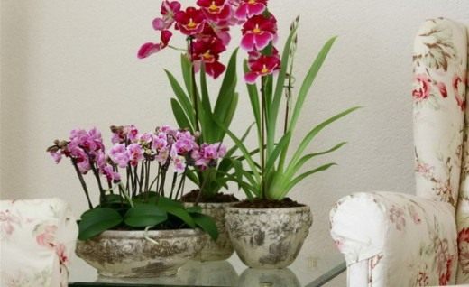 Выращивание орхидей с фото и видео. Как приручить строптивую орхидею? 