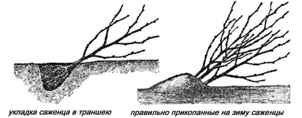 Вишня Владимирская фото и описание сорта, посадка и уход 