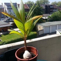 Настоящие кокосовые пальмы в домашних условиях с фото и видео 