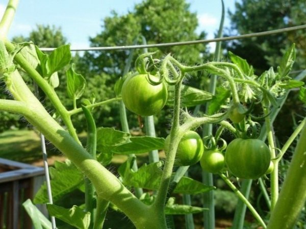 Ошибки снижают урожай помидоров - выращивайте правильно! 