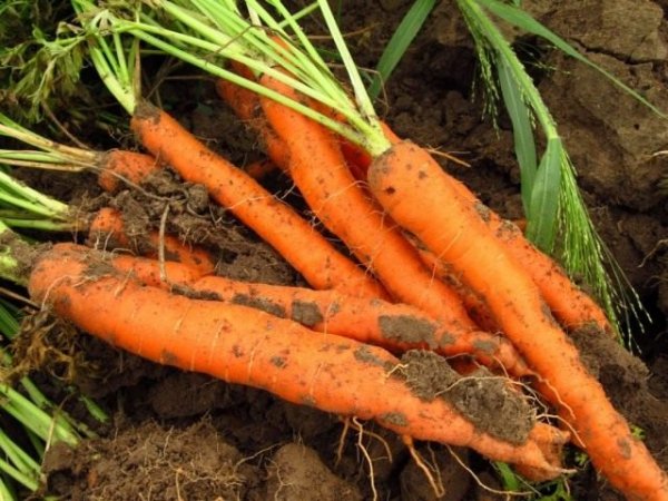 Полезные свойства моркови. 
