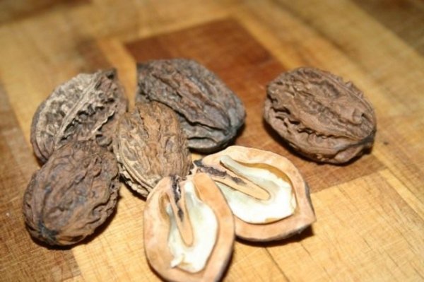Маньчжурский орех - посадка, уход и выращивание 