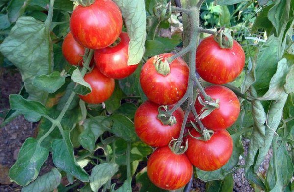 Что можно посадить после помидор на следующий год 