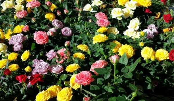 Календарь ухода за миниатюрными розами 2019 по месяцам 