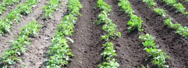 Выращивание картофеля по голландской технологии 
