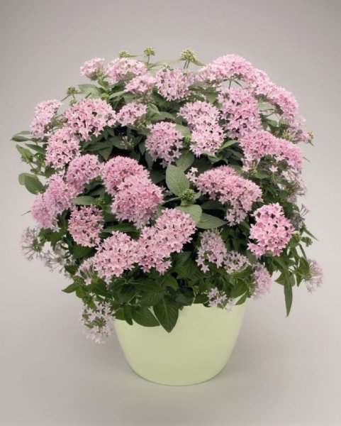 Растения с крупными соцветиями ТОП-5 с фото и описанием 